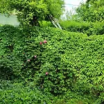 Garden House