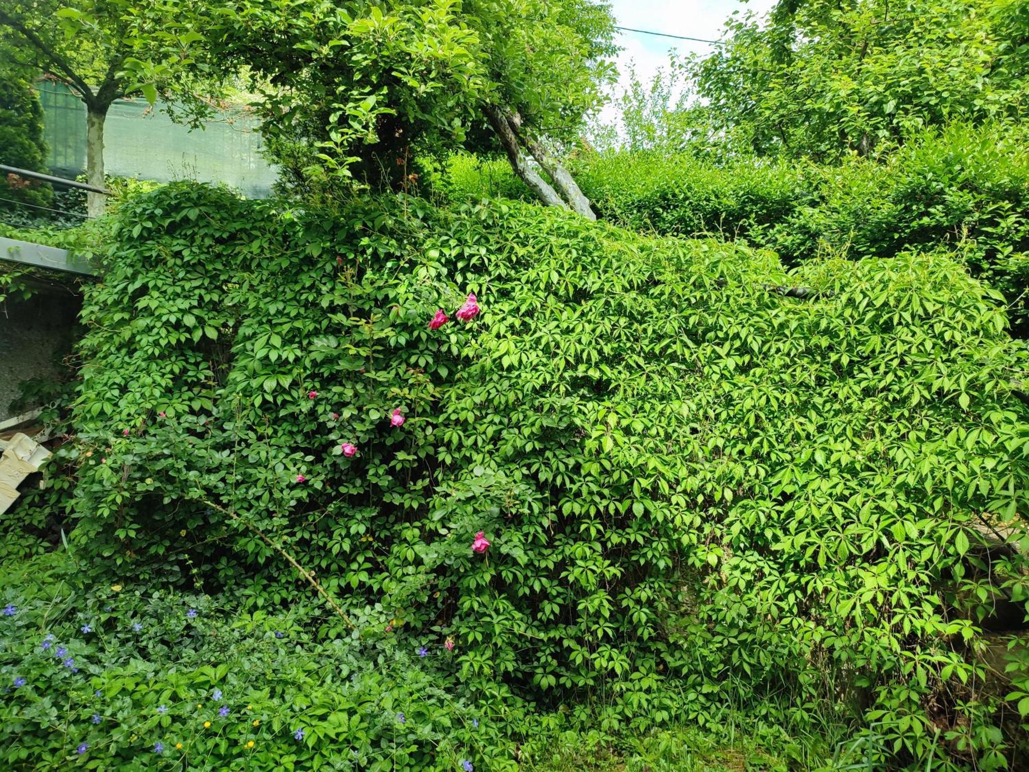 Garden House