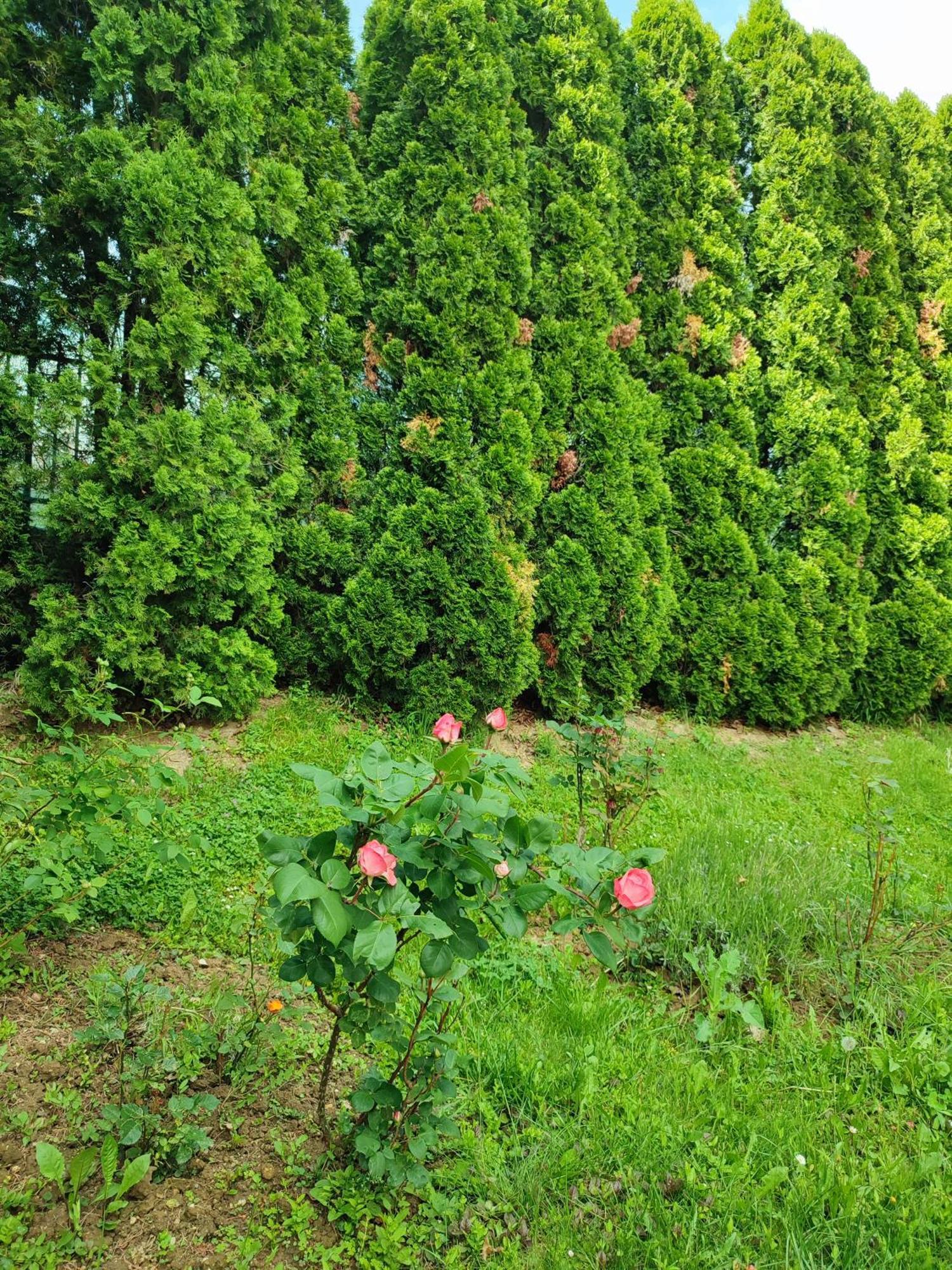 Holiday home Garden House Sarajevo