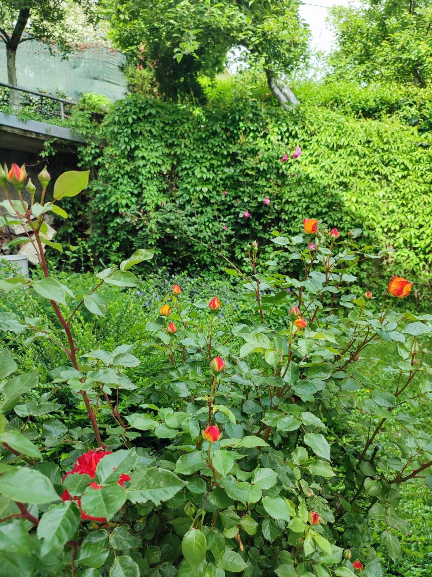 Garden House Sarajevo